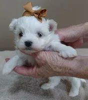 Harlow 18 ounces, a male Maltese for sale in Colcord, OK – Photo 9 of 10