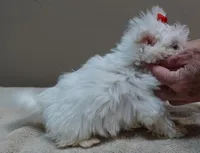 1.2 LBS MICRO TEAcUP, a male Maltese for sale in Colcord, OK – 6 of 10