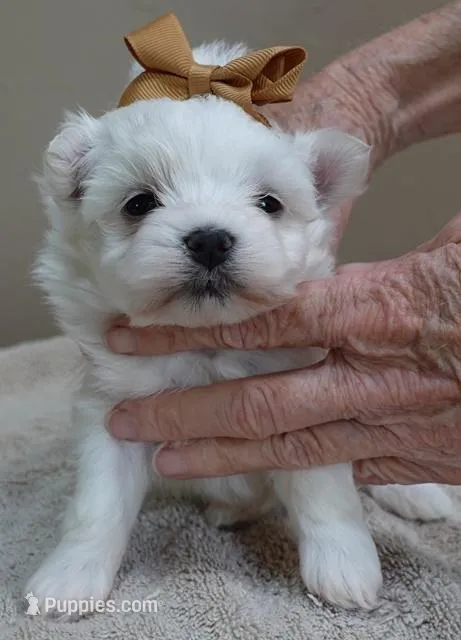 Harlow 18 ounces – Maltese puppy for sale in Colcord, OK