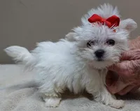 1.2 LBS MICRO TEAcUP, a male Maltese for sale in Colcord, OK – 2 of 10