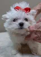 1.2 LBS MICRO TEAcUP, a male Maltese for sale in Colcord, OK – 4 of 10