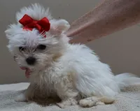 1.2 LBS MICRO TEAcUP, a male Maltese for sale in Colcord, OK – 3 of 10