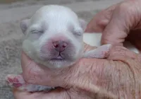 Harlow, a male Maltese for sale in Colcord, OK – Photo 7 of 8