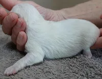 Harlow, a male Maltese for sale in Colcord, OK – Photo 3 of 8