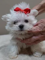 1.2 LBS MICRO TEAcUP, a male Maltese for sale in Colcord, OK – 8 of 10
