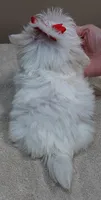 1.2 LBS MICRO TEAcUP, a male Maltese for sale in Colcord, OK – 10 of 10