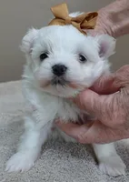 Harlow 18 ounces, a male Maltese for sale in Colcord, OK – Photo 8 of 10