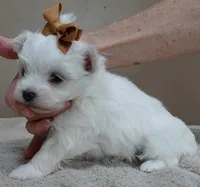 Harlow 18 ounces, a male Maltese for sale in Colcord, OK – Photo 3 of 10