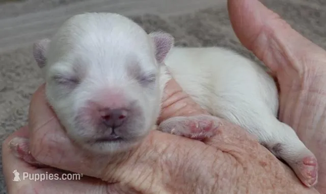 Harlow – Maltese puppy for sale in Colcord, OK