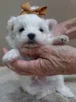 Harlow 18 ounces, a male Maltese for sale in Colcord, OK – Photo 2 of 10