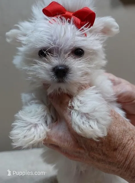 1.2 LBS MICRO TEAcUP – Maltese puppy for sale in Colcord, OK