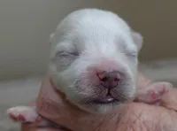 Harlow, a male Maltese for sale in Colcord, OK – Photo 5 of 8