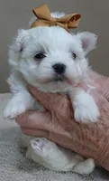 Harlow 18 ounces, a male Maltese for sale in Colcord, OK – Photo 5 of 10