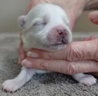 Harlow, a male Maltese for sale in Colcord, OK – Photo 2 of 8