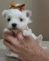 Harlow 18 ounces, a male Maltese for sale in Colcord, OK – Photo 6 of 10