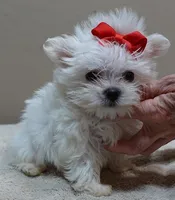 1.2 LBS MICRO TEAcUP, a male Maltese for sale in Colcord, OK – 9 of 10