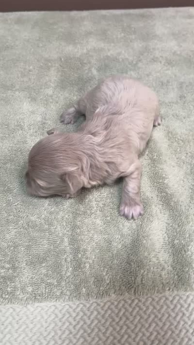 Brynn 12 ounces, a female Maltipoo for sale in Colcord, OK – 10 of 10
