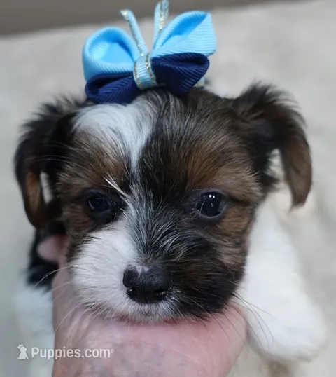 Eli parti – Yorkshire Terrier puppy for sale in Colcord, OK