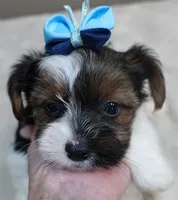 Eli parti, a male Yorkshire Terrier for sale in Colcord, OK – 1 of 10