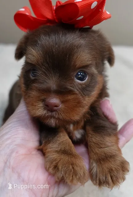 Samson – Yorkshire Terrier puppy for sale in Colcord, OK