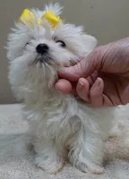 1.3 LBS MICRO TEACUP, a male Maltese for sale in Colcord, OK – 8 of 10
