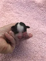 Teacup Bunny, a female Yorkshire Terrier for sale in Colcord, OK – 3 of 5