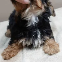 needs home 1, a male Yorkshire Terrier for sale in Colcord, OK – 8 of 10