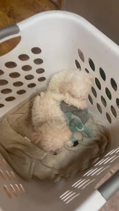 Olivia 1.4 lbs, a female Maltipoo for sale in Colcord, OK – 10 of 10