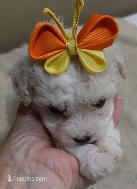 Maddie – Maltipoo puppy for sale in Colcord, OK
