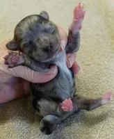 Amara, a female Maltipoo for sale in Colcord, OK – Photo 3 of 7
