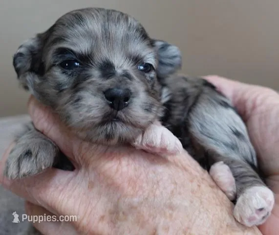 Amara – Maltipoo puppy for sale in Colcord, OK
