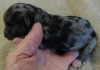 Amara, a female Maltipoo for sale in Colcord, OK – Photo 6 of 7