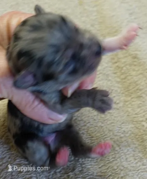 Amara, a female Maltipoo for sale in Colcord, OK – Photo 1 of 7