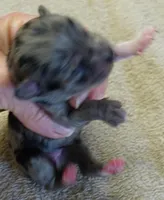 Amara, a female Maltipoo for sale in Colcord, OK – Photo 1 of 7