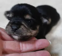 18 ounce Noodles , a male Yorkshire Terrier for sale in Colcord, OK – 9 of 9