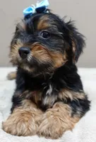 needs home 1, a male Yorkshire Terrier for sale in Colcord, OK – 5 of 10