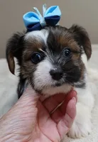Eli parti, a male Yorkshire Terrier for sale in Colcord, OK – 4 of 10