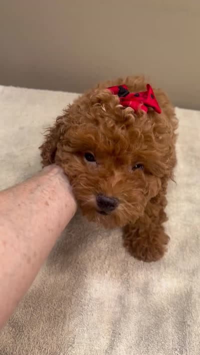 Deep Red, a male Poodle - Toy  for sale in Colcord, OK – 10 of 10