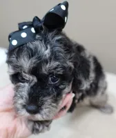 Mirlo blue merle, a male Poodle - Toy  for sale in Colcord, OK – 6 of 10