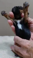 Tiny Daisy 7 1/4 ounces, a female Yorkshire Terrier for sale in Colcord, OK – 2 of 7