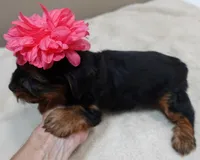 Bubbles, a female Yorkshire Terrier for sale in Colcord, OK – 2 of 10
