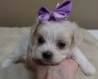 TEACUP Kali, a female Maltipoo for sale in Colcord, OK – 4 of 9