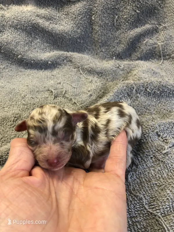 Ledger – Poodle - Toy  puppy for sale in Colcord, OK