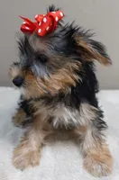 Ziggy door potty trained, a male Yorkshire Terrier for sale in Colcord, OK – 5 of 10