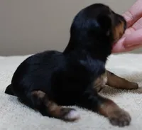 Tiny Daisy 7 1/4 ounces, a female Yorkshire Terrier for sale in Colcord, OK – 5 of 7