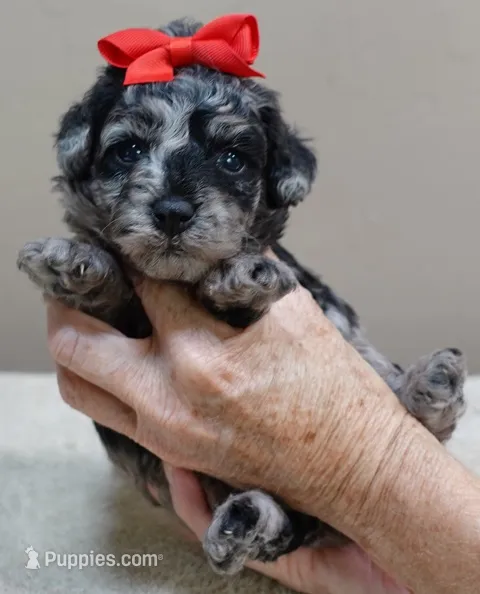Mirlo rare blue merle – Poodle - Toy  puppy for sale in Colcord, OK