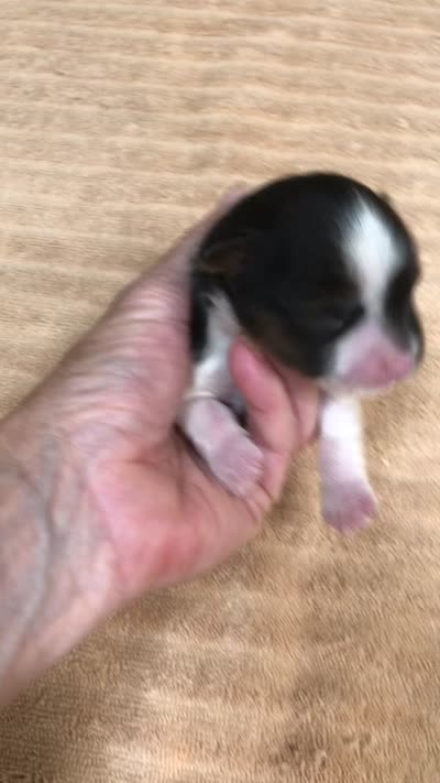 Eli parti, a male Yorkshire Terrier for sale in Colcord, OK – 10 of 10