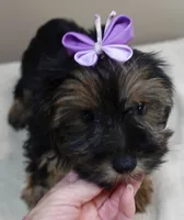 2nd chance door trained , a female Yorkshire Terrier for sale in Colcord, OK – 8 of 10