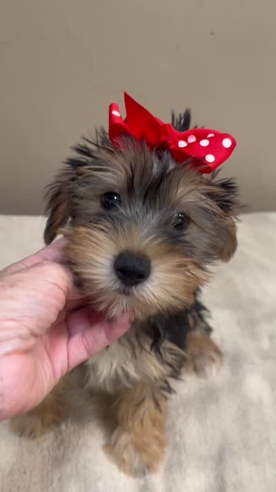 Ziggy door potty trained, a male Yorkshire Terrier for sale in Colcord, OK – 10 of 10