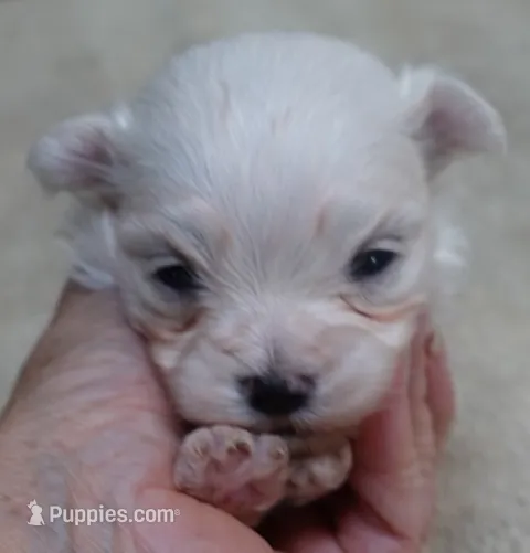 Kenobi – Maltese puppy for sale in Colcord, OK
